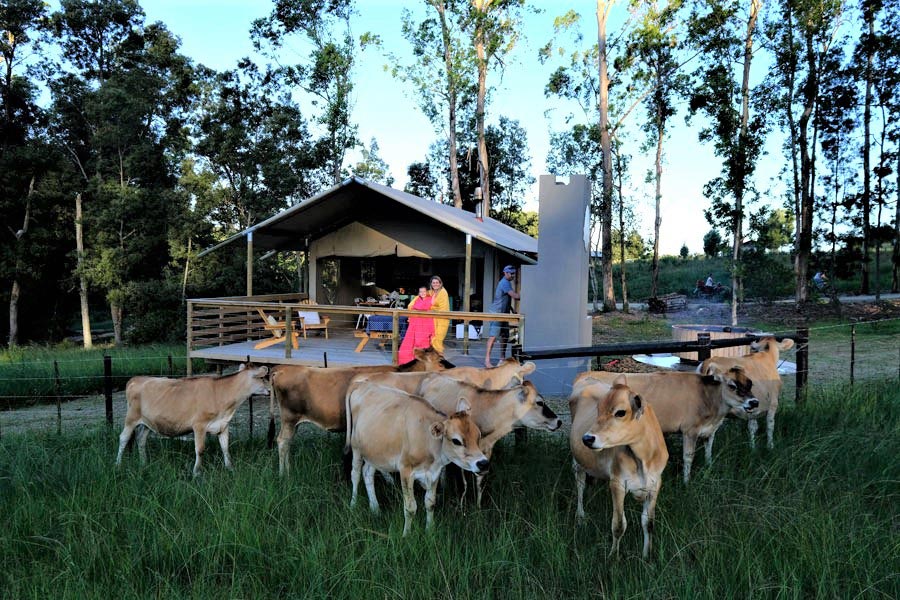 dairy-cows-outside-glamping-tent-at-africamps-at-oakhurst-wilderness