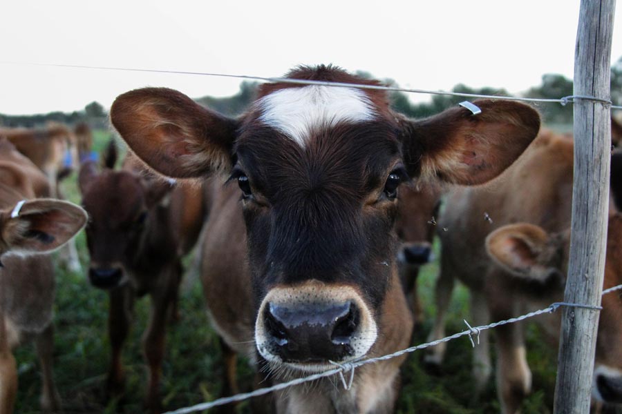 dairy-cow-at-africamps-at-oakhurst-in-wilderness-garden-route-boutique-glamping